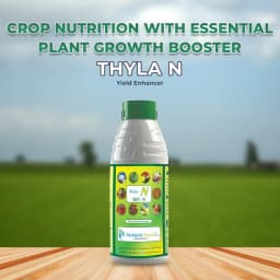 थाईला एन (नाइट्रोजन) यील्ड एन्हांसर - पत्तियों में क्लोरोफिल की मात्रा बढ़ाता है, जिससे फोटोसिंथेसिस की दर अधिक होती है। 2