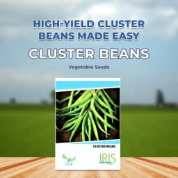 Iris Hybrid Cluster Beans Vegetable Seeds, Guar Ke beej, Guar Na Bee, Best In Germination (20 Seeds) 2