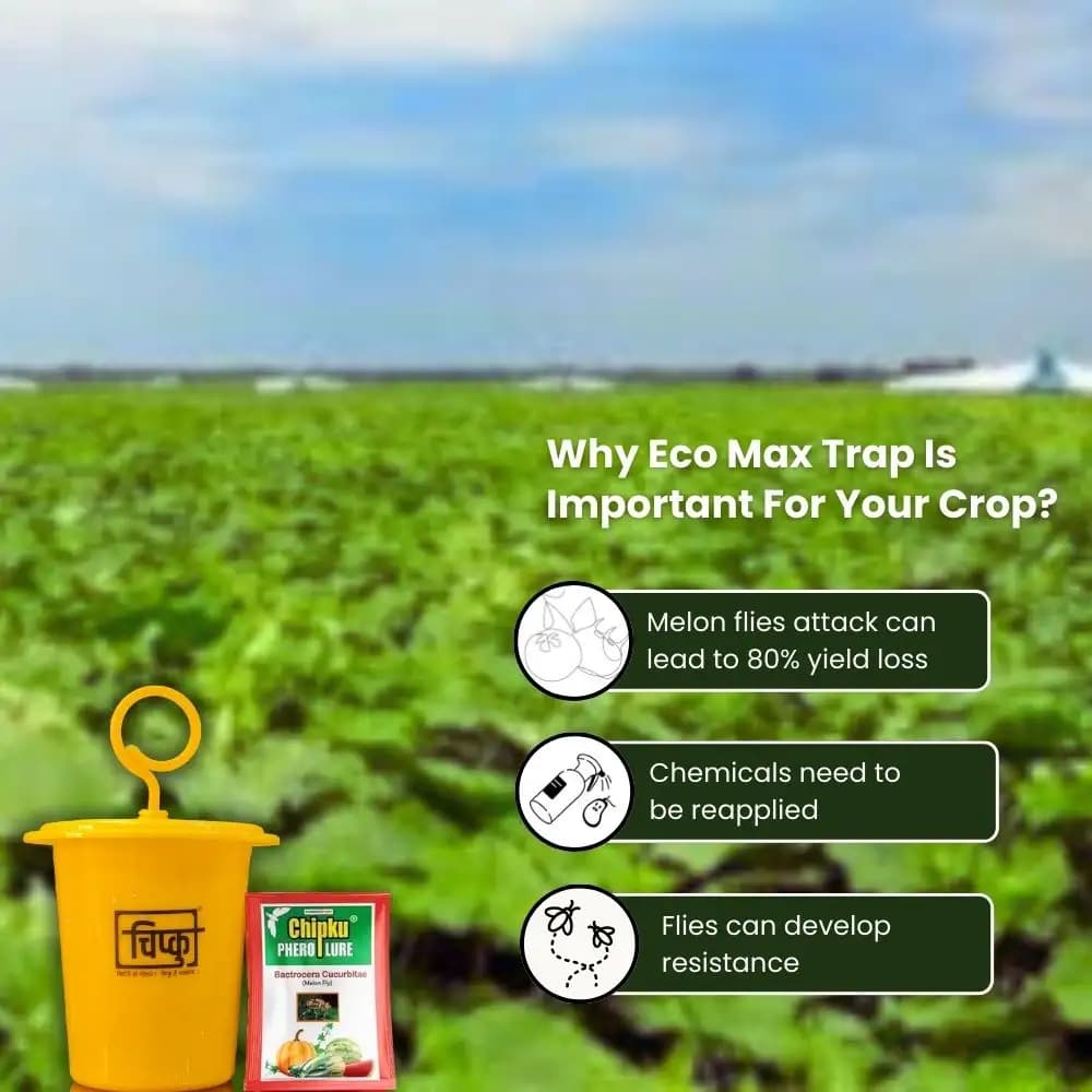 चिपकू - मेलन फ्लाई ल्यूर (बैक्ट्रोसेरा कुकुरबिटे) के साथ फेरोमोन इको ट्रैप, खरबूजे, ककड़ी, टमाटर, तोरी, बीन्स के लिए। जैविक खेती के लिए - Image 9