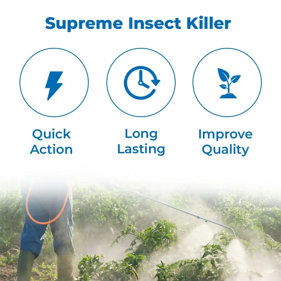 Gharda Black Indoxacarb 5% + Fipronil 5% SC Insecticide, Control Of Thrips In Chilli And Diamond Back Moth In Cabbage - Image 3