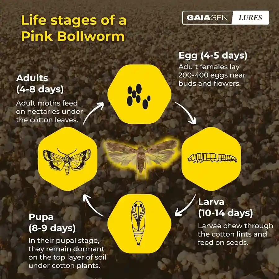 Gaiagen Pheromone Lure for Pink Bollworm (Pectinophora Gossypiella) And Insect Funnel Trap, IMO Certified. - Image 5