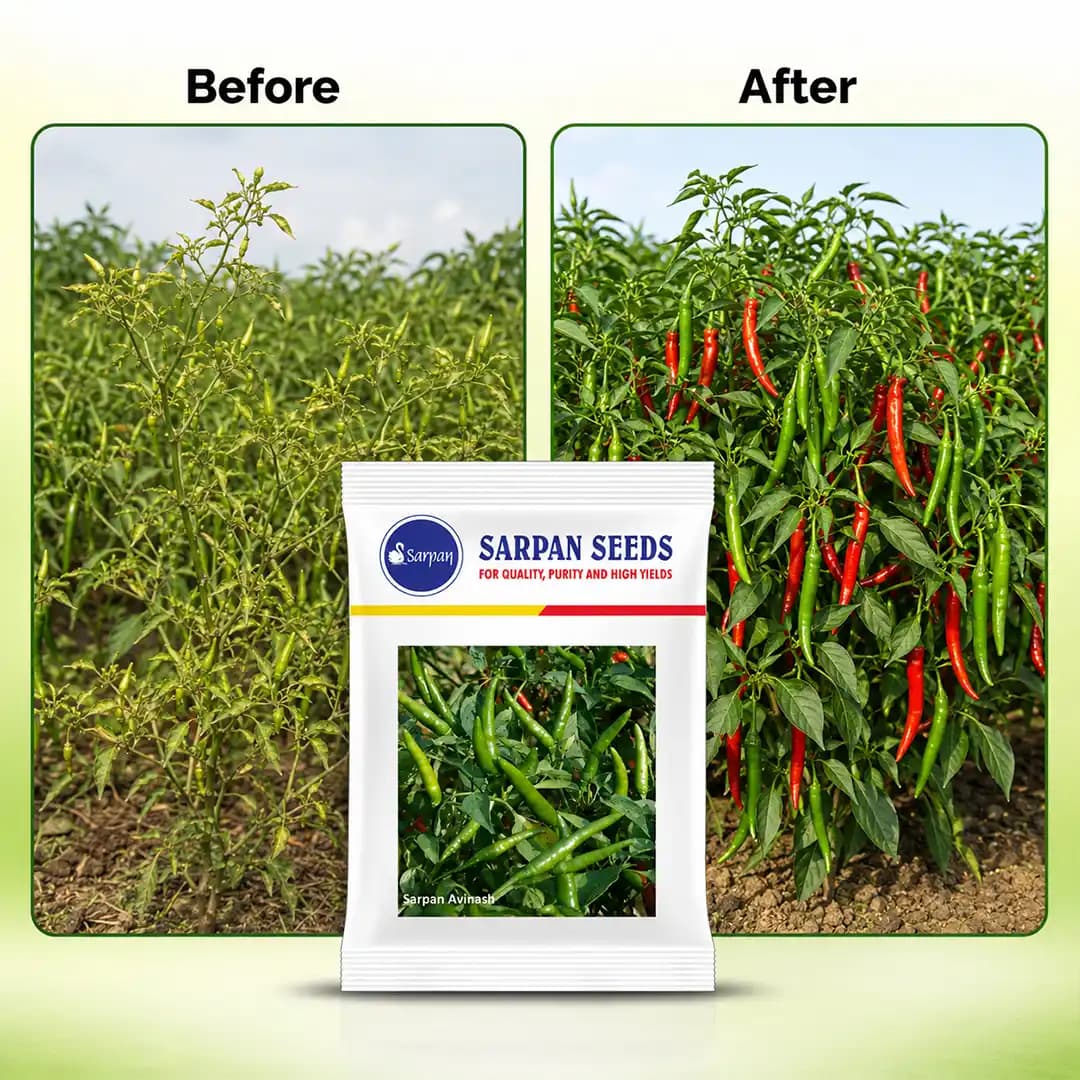 Sarpan Avinash Chilli Seeds, Mirchi Seeds, Hot And Spicy, Highly Tolerant. - Image 3
