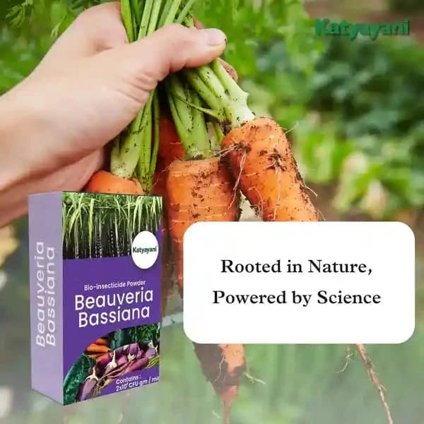 कात्यायनी ब्यूवेरिया बेसियाना जैव कीटनाशक पाउडर, उन्नत प्राकृतिक कीट नियंत्रण समाधान और कीट प्रबंधन - Image 4