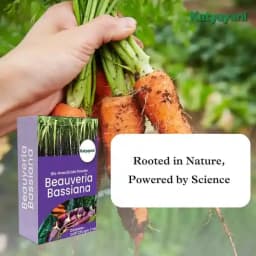 Katyayani Beauveria Bassiana Bio Insecticide Powder, Advanced Natural Insect Control Solution & Pest Management 4