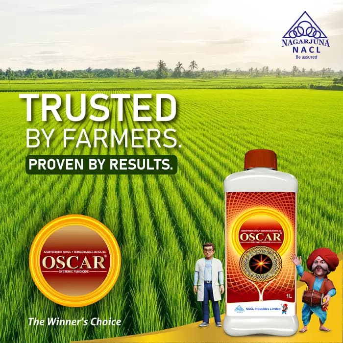 NACL OSCAR Azoxystrobin 120 GL + Tebuconazole 240 GL SC Fungicide, Broad-Spectrum, Long-Lasting Disease Control In Crop - Image 4