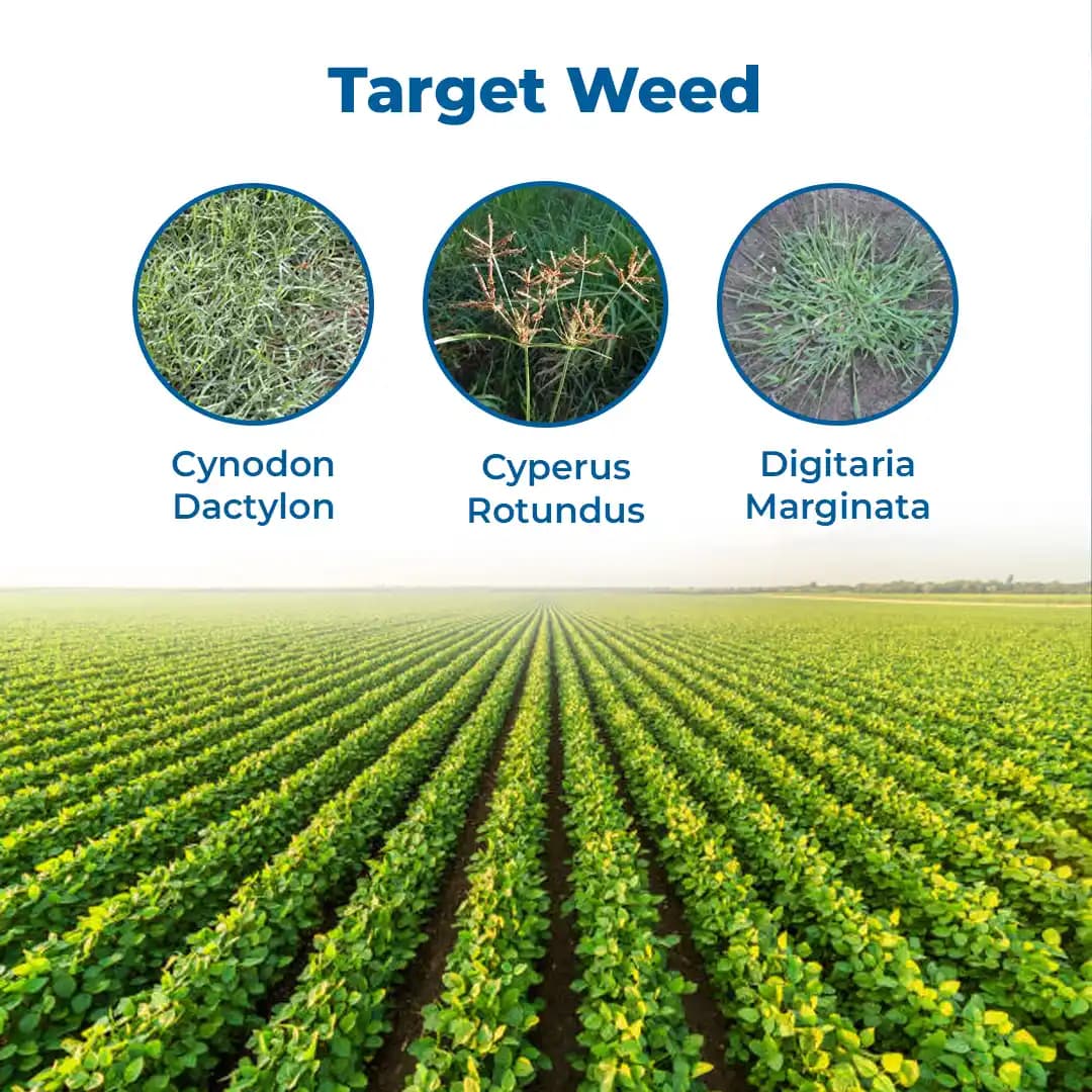 UPL Sweep Power Glufosinate Ammonium 13.5% SL Herbicides, Used For The Control Of Perennial Weeds In Plantation Crops. - Image 3