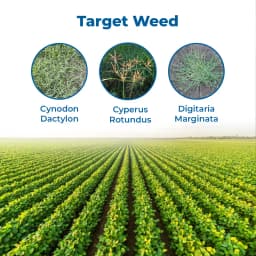 UPL Sweep Power Glufosinate Ammonium 13.5% SL Herbicides, Used For The Control Of Perennial Weeds In Plantation Crops. 3