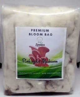 Shroomness Oyster Mushroom Combo, Ready To Fruit Mushroom Block (White, Grey, Yellow, Pink) 4