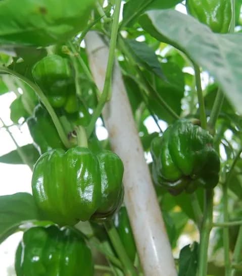 Sarpan F1 Hybrid TX9 Capsicum Seeds. Prolific Bearer with Medium Size Fruits.