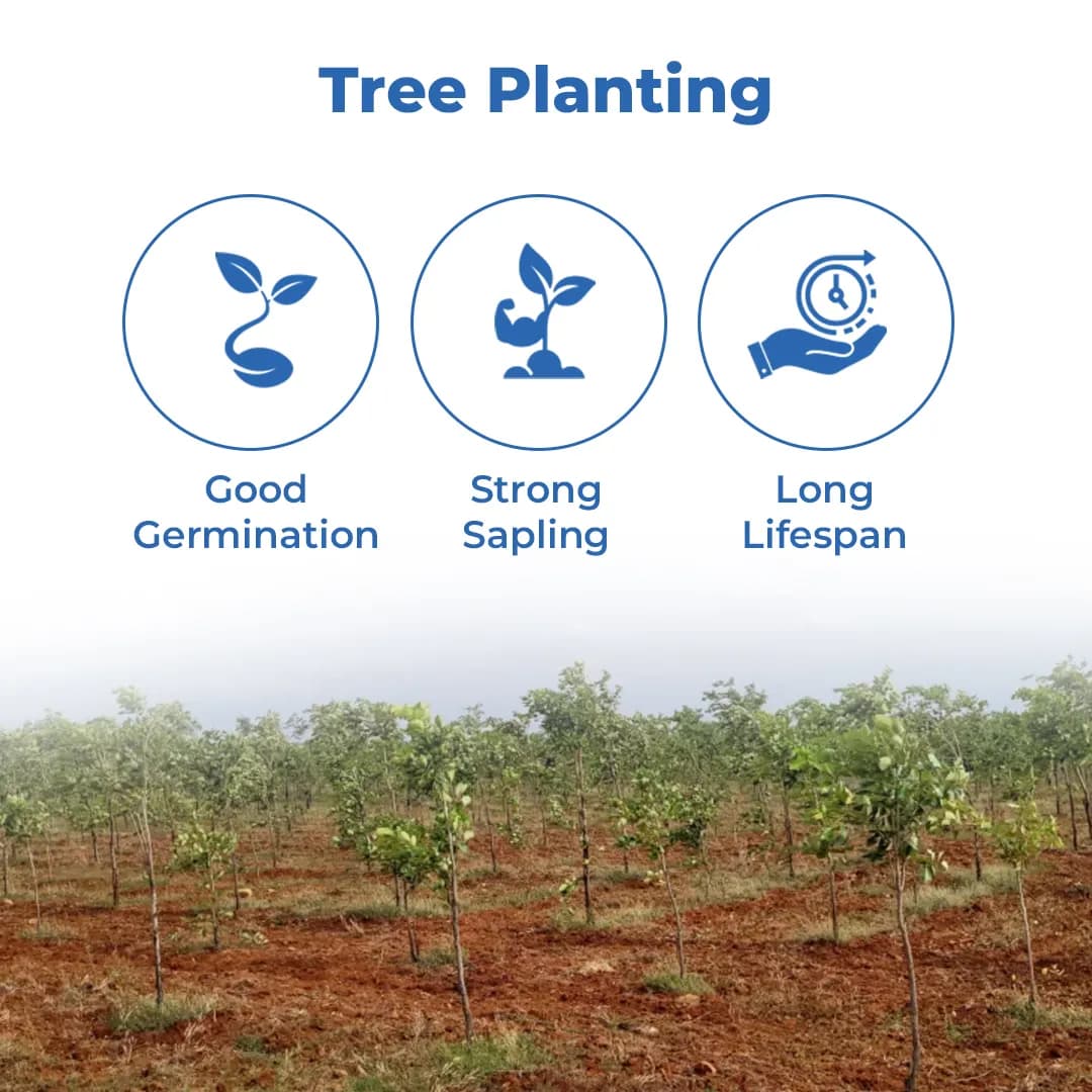 श्री साई फॉरेस्ट्री - लाल चंदन के बीज (पेटेरोकार्पस सांतालिनस, लाल चंदन या रक्तचंदन) - Image 3