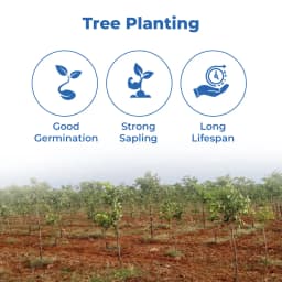 SRI SAI FORESTRY Red Sandal Seeds (Pterocarpus Santalinus , Lal Chandan or Raktachandan) 3