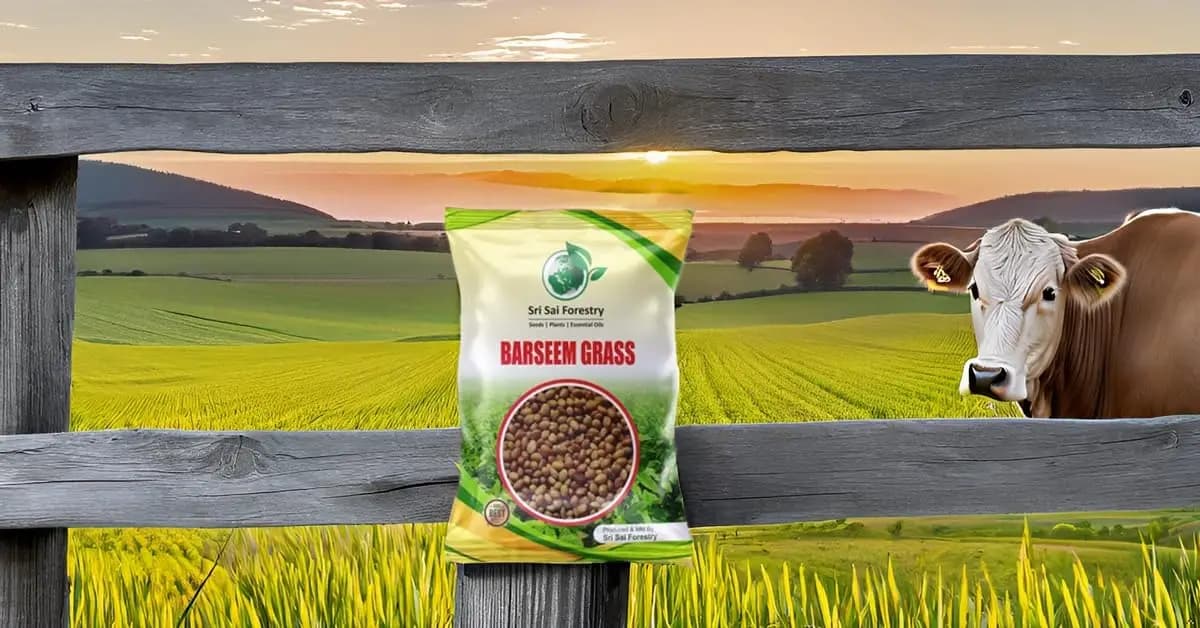 Sri Sai Forestry Barseem Grass Seeds For Goat, Barseem Seed For Cattle, Multi Cut Grass Seeds - Image 8