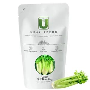 Urja Self Blanching Celery Seeds, Suitable For Smaller Garden, Best In Germination - Image 1