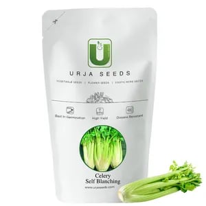 Urja Self Blanching Celery Seeds, Suitable For Smaller Garden, Best In Germination
