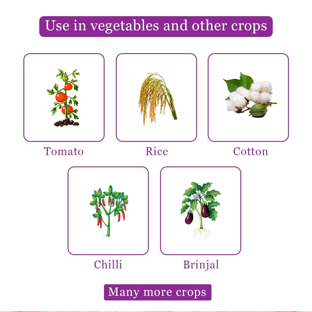 बेरीसन पावर कंट्रोल क्लोरान्ट्रानिलिप्रोले 18.50% एससी कीटनाशक, तेज़ नॉकडाउन और दीर्घकालिक नियंत्रण प्रदान करता है। - Image 5