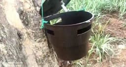 Holotrichia Consanguinea, Holotrichia Serrata Pheromone Trap & Lure, Controlling of White Grub In Sugarcane, Groundnut, Chilli, Guava and Others 6