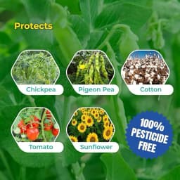 SK Agrotech Helicoverpa armigera (American Bollworm) Pheromone Trap With Lure - Effective Solution For Controlling Green Leaf-Eating Caterpillars 6