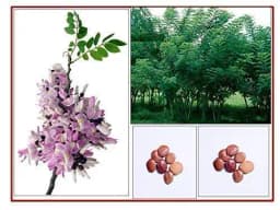 RK Seeds - Gliricidia Seed, Gliricidia tree seeds, Gliricidia sepium, Best For Live Fencing - GLIRICIDIA SEPIUM TREE SEEDS, Fodder seeds, cattle seeds 2