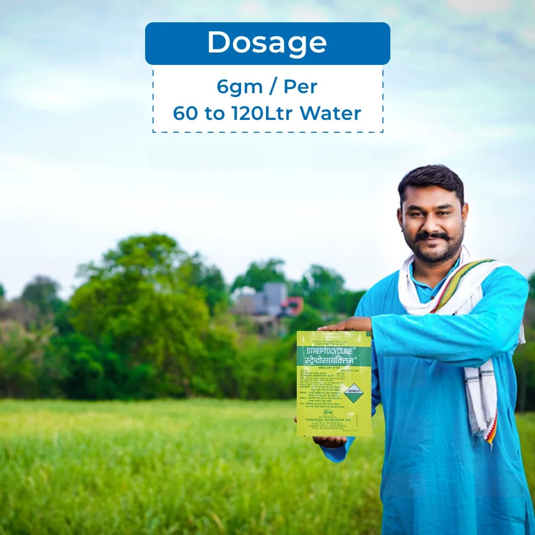 Hindustan Antibiotics Streptocycline, Streptomycin Sulphate 90% + Tetracycline Hydrochloride 10%, Effective Control Of Bacterial Diseases Of Plants - Image 5