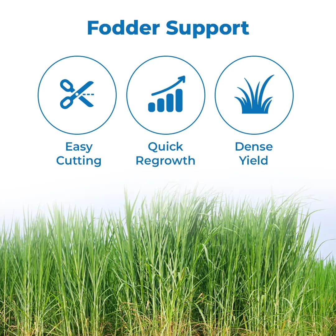 श्री साई फॉरेस्ट्री रेड नैपियर घास के बीज (एमपी चारी) पशु चारा के बीज, ग्रीष्मकाल और वर्षा ऋतु के लिए - Image 3