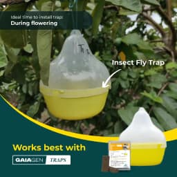 Gaiagen Pheromone Fruit Fly Lure (Bactrocera dorsalis) And Insect Fly Trap, IMO Certified 6