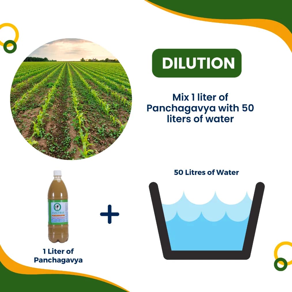 Pasuthai Panchagavya Liquid Plant Growth Promoter, Promotes Healthy plant Growth & Boosts Soil Microbial Activity - Image 4