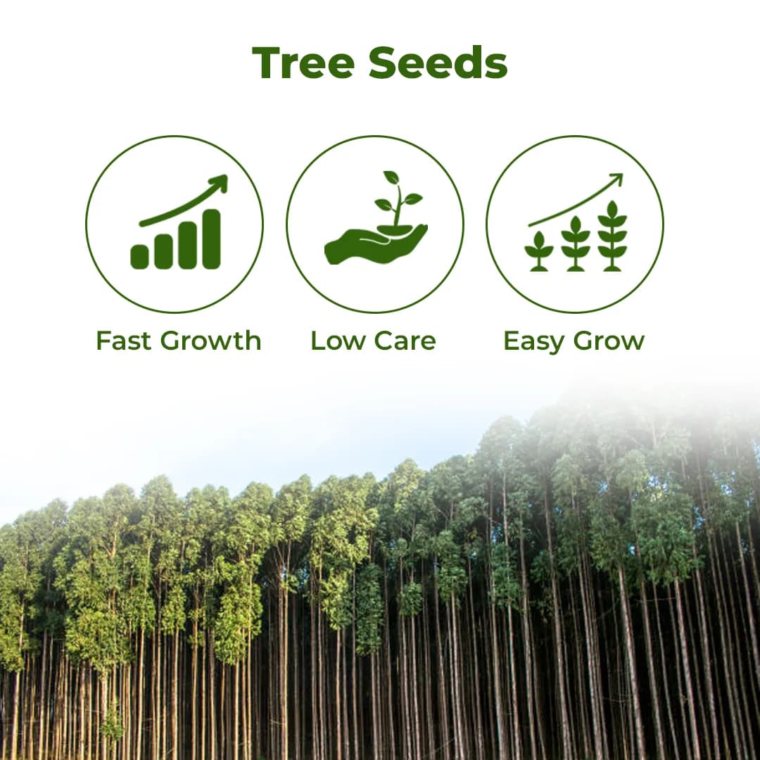 श्री साई फॉरेस्ट्री - यूकेलिप्टस नीलगिरी, बेहतरीन कागज की लकड़ी के वृक्ष, कठोर लकड़ी और तेज़ी से बढ़ने वाला इंधन लकड़ी वृक्ष के बीज - Image 3