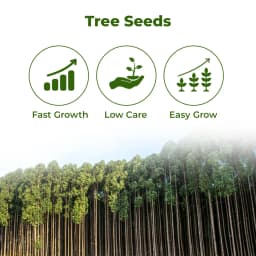 श्री साई फॉरेस्ट्री - यूकेलिप्टस नीलगिरी, बेहतरीन कागज की लकड़ी के वृक्ष, कठोर लकड़ी और तेज़ी से बढ़ने वाला इंधन लकड़ी वृक्ष के बीज 3