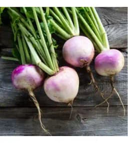 Urja Turnip Purple Top White IMP, Roundish shape, Beet Root Seeds, Best Variety 1
