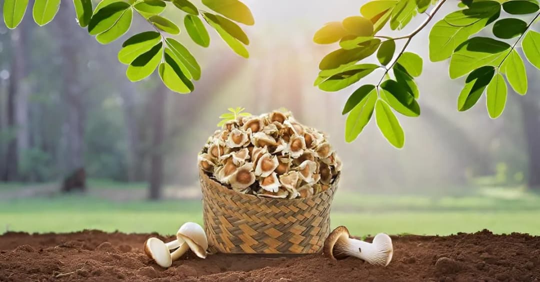 SRI SAI FORESTRY Natural Drumstick Seeds, Moringa Tree Seeds, Miracle Tree Seeds, Horseradish Tree Seed - Image 4