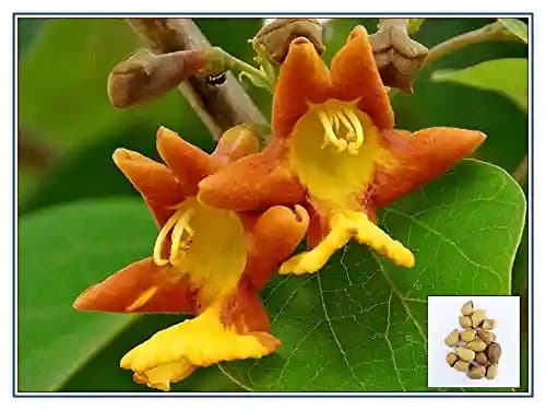 RK Seeds - Gmelina arborea seeds, Gamhar seed, White Teak, Gmelina, goomar teak seeds, Kashmir tree, Malay beechwood seeds, white teak seeds, Yamane, - Image 2