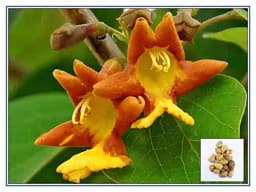 RK Seeds - Gmelina arborea seeds, Gamhar seed, White Teak, Gmelina, goomar teak seeds, Kashmir tree, Malay beechwood seeds, white teak seeds, Yamane, 2