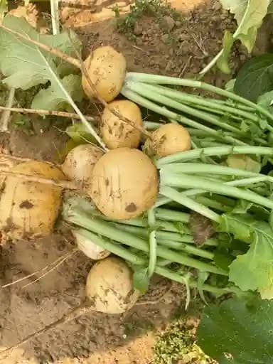 Urja Golden Ball Turnip Seeds, Pale Yellow Roundish Fruits Crisp And Sweet - Image 1