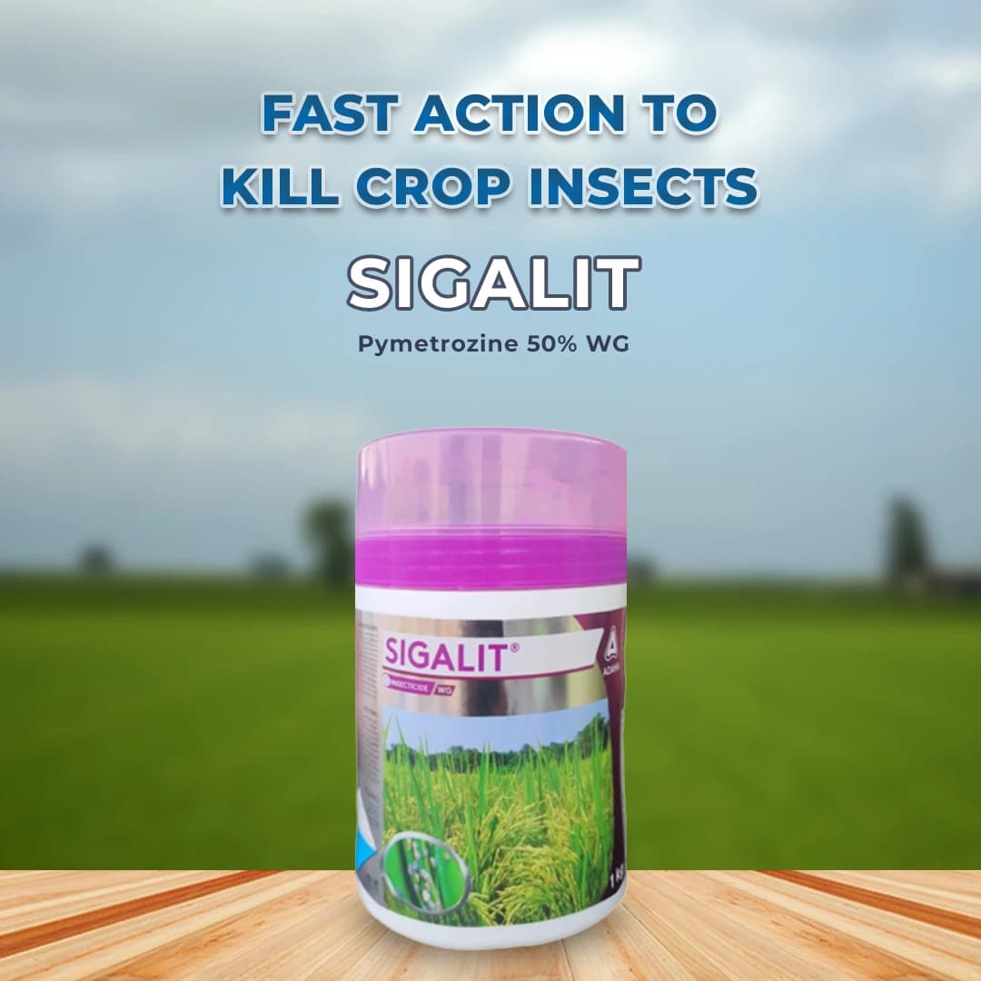 Adama Sigalit Pymetrozine 50% WG Insecticide, Highly Effective Solution for BPH Control In Paddy - Image 2