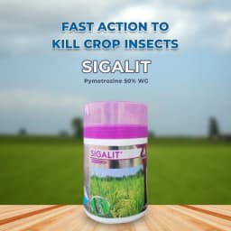 एडामा सिगालिट - पाइमेट्रोज़िन 50% डब्ल्यूजी कीटनाशक, धान में बीपीएच नियंत्रण के लिए उच्च प्रभावी समाधान 2