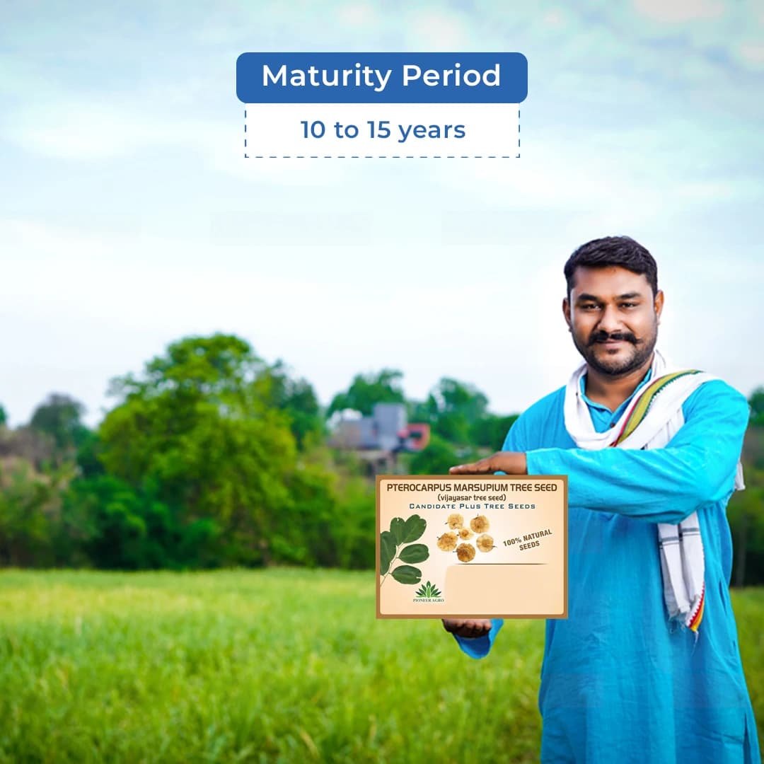 प्टेरोकार्पस मार्सुपियम (वेंगाई) वृक्ष बीज, बागवानी, परिदृश्य, व्यावसायिक फसलों आदि की सुंदरता बढ़ाएं - Image 5