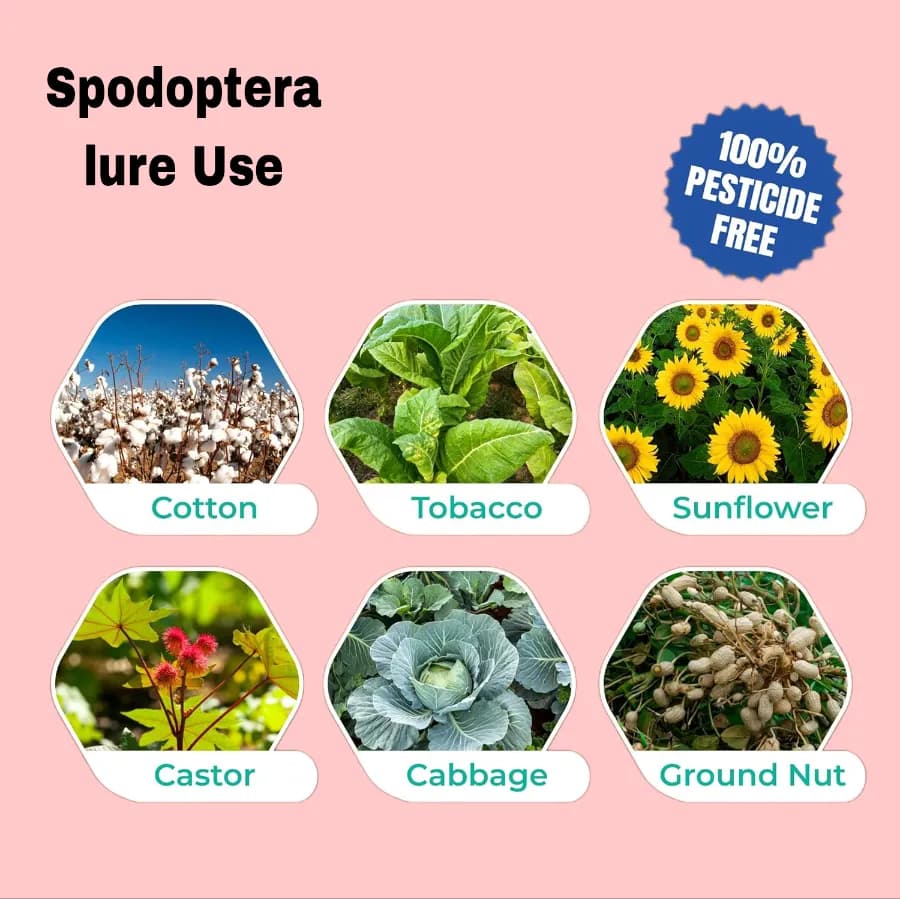 SK Agrotech Spodoptera Litura Cotton Leafworm Pheromone Trap With Lure - Effective Monitoring and Control - Image 8