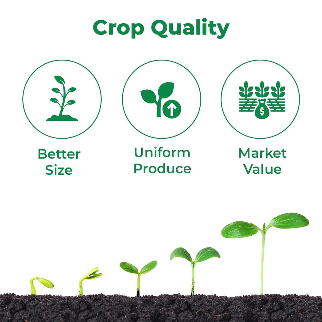 आनंद बोल्ड साइज़ (अंगूर स्पेशल) जैव उत्तेजक, अंगूर के आकार, विकास, रंग और शेल्फ लाइफ के लिए। - Image 3