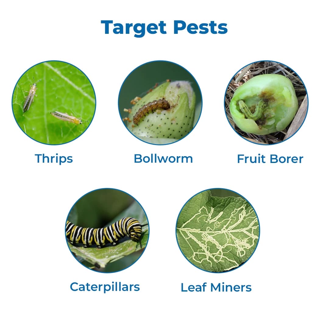 EBS Emaan Insecticide - Image 3