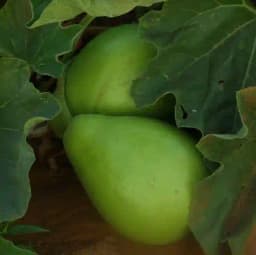 Jivit Hybrid F1 JS 445 Gutka Type Bottle Gourd Seeds, Straight Cylindrical Shape with Light Green Color 6