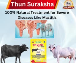 PASHU SVASTH THUN SURAKSHA, Animal Health Supplements, Natural Solution, Efficient Bovine Mastitis (Thanela) And Udder Health 6