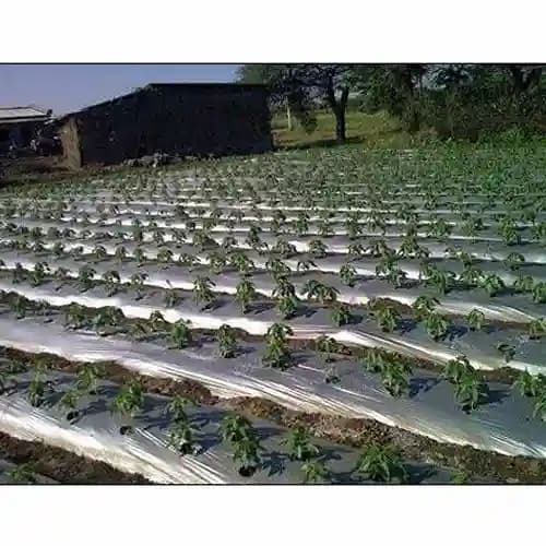 Siddhi Mulch Film Mulching Sheet (1 Meter Width X 400 Meters Length) Black and Silver - Image 7