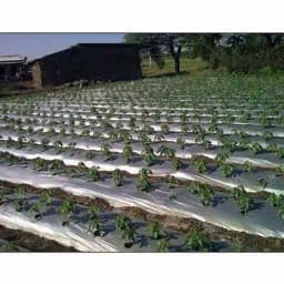 Siddhi Mulch Film Mulching Sheet (1 Meter Width X 400 Meters Length) Black and Silver 7