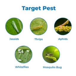 Dhanuka Dhanpreet Acetamiprid 20% SP Insecticide, Effective For Sucking Pest Control In Multiple Crops 3