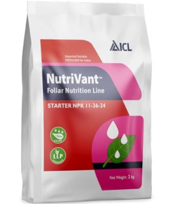 ICL Nutrivant Starter Npk 11:36:24 Macronutrients Essential for Plant Growth, Foliar Fertilizer - Image 1