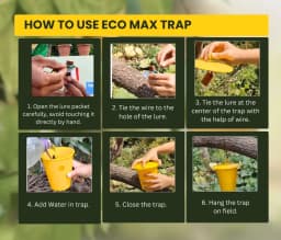 Chipku Pheromone Ecomax Trap With Melon Fly Lure (Bactrocera Cucurbitae) Feeding By The Larvae. For Gourds, Pumpkin, Tomato, Water Melon, Zucchini 6