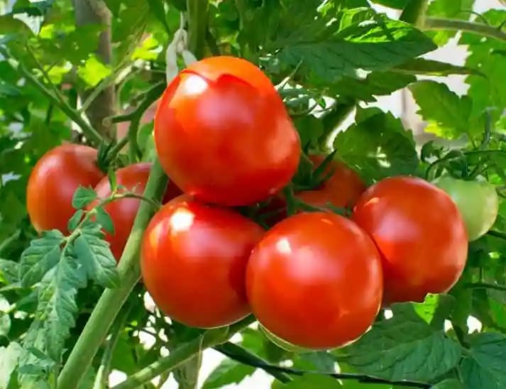Jivit JS Red Ball Tomato Seeds - (Tamatar Seeds) Determine Vigorous Growing Variety