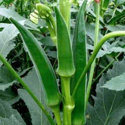 Urja F1 Hybrid US 200 Bhindi Seeds, Dark Green Colored Fruits and Medium Height Plants 2