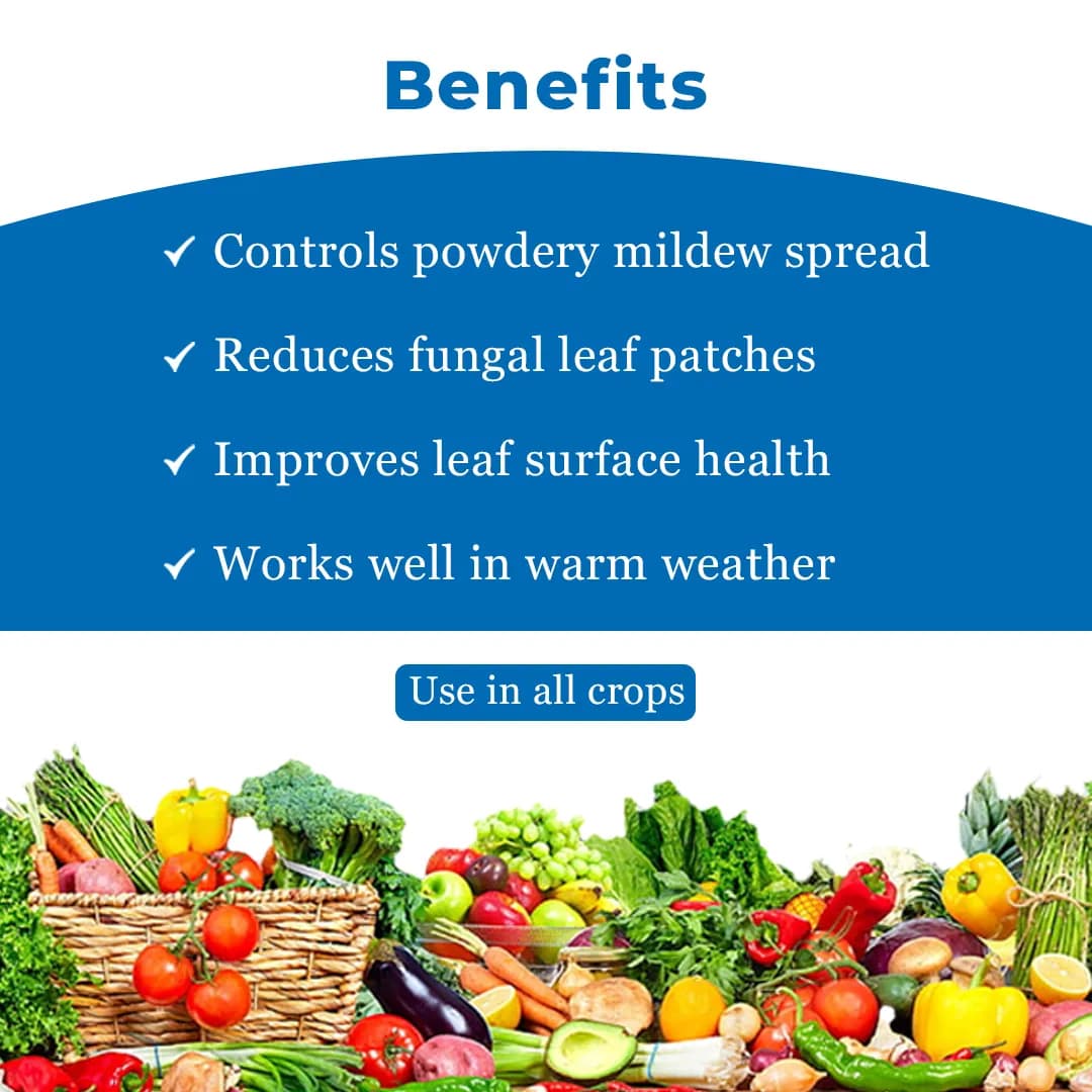 Agriventure Sulph Silver (Sulphur 55.16% Sc) Contact Fungicide Used For The Control Of Powdery Mildew Of Grape And Mango - Image 4