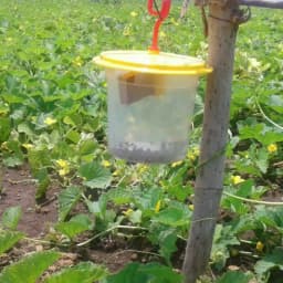 Barrix Catch Vegetable Fly Trap Set, Pheromones Trap and Lure, Easy to assemble And Use. Imported Para Pheromone Lure, Bactrocera Cucurbitae 4